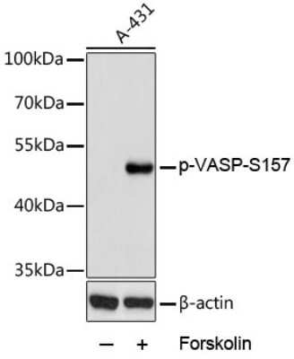 Western Blot: VASP [p Ser157] AntibodyAzide and BSA Free [NBP3-05448]